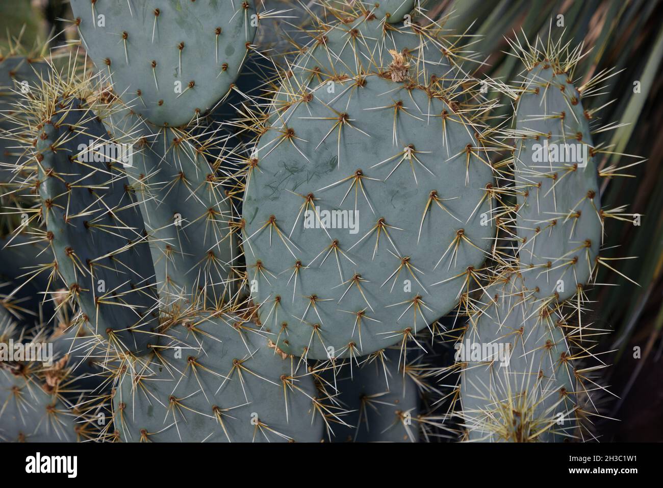 Nahaufnahme der Opuntia Robusta Kaktuspflanze. Stockfoto