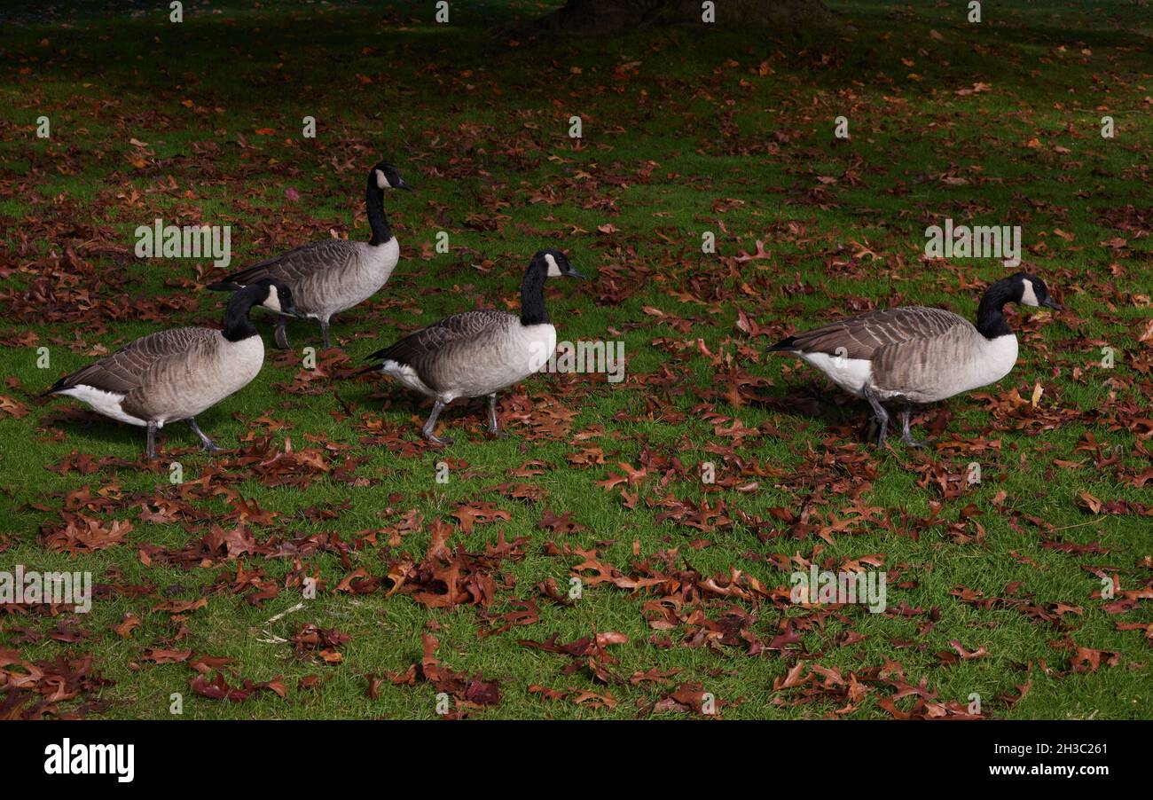 Gruppe von vier Kanadagänsen im Herbst auf einem Rasen gesehen, Stockfoto