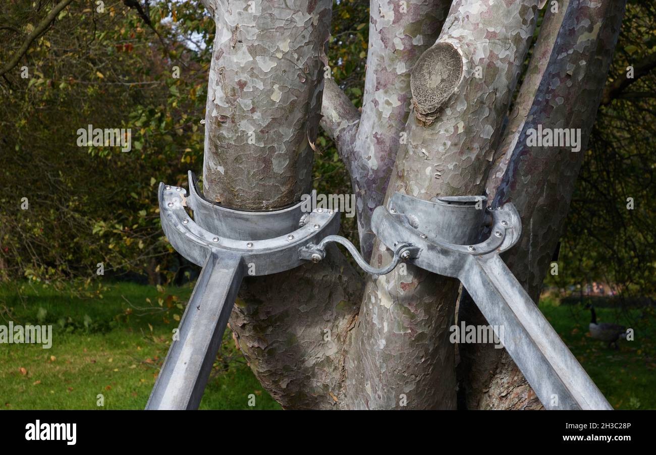 Unterstützung für Baumverzweigungen. Stockfoto