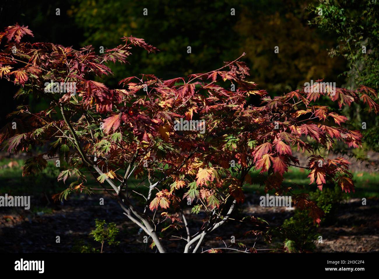 Acer palmatum aconitifolium Fotos und Bildmaterial in hoher Auflösung