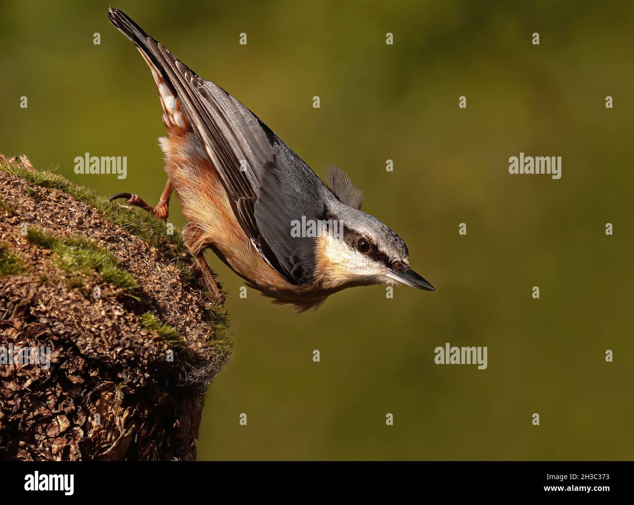 Eurasische Nuthatch, Hawick, Scottish Borders Stockfoto