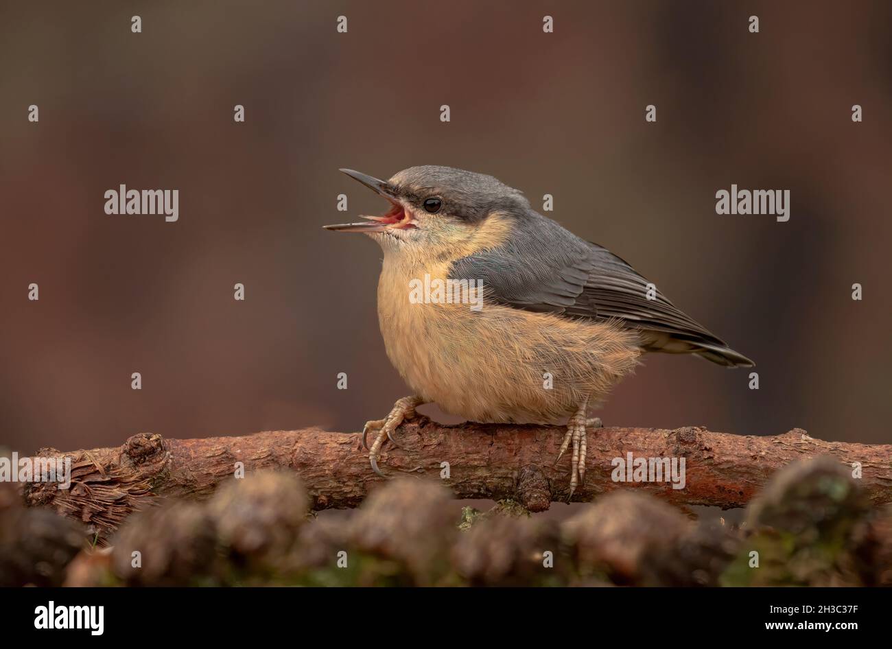 Eurasische Nuthatch, Hawick, Scottish Borders Stockfoto