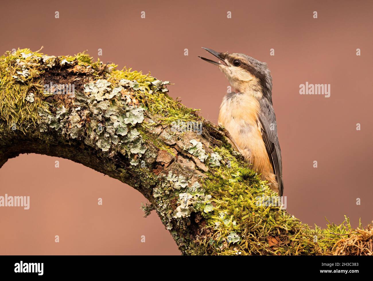 Eurasische Nuthatch, Hawick, Scottish Borders Stockfoto