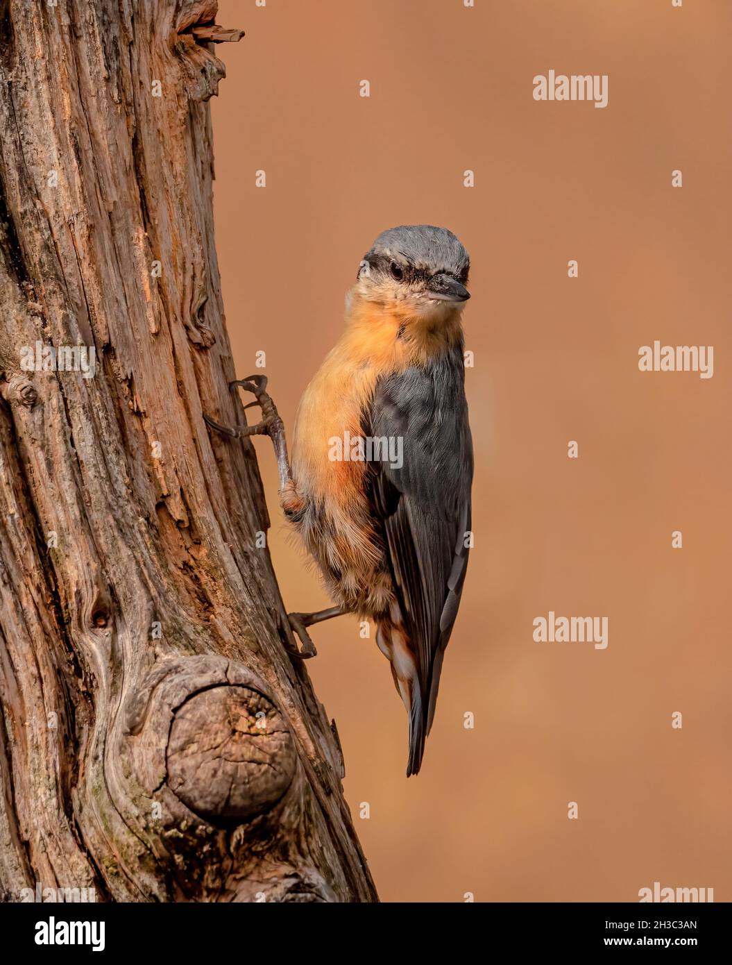 Eurasische Nuthatch, Hawick, Scottish Borders Stockfoto