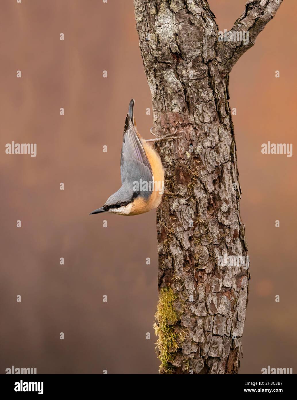 Eurasische Nuthatch, Hawick, Scottish Borders Stockfoto
