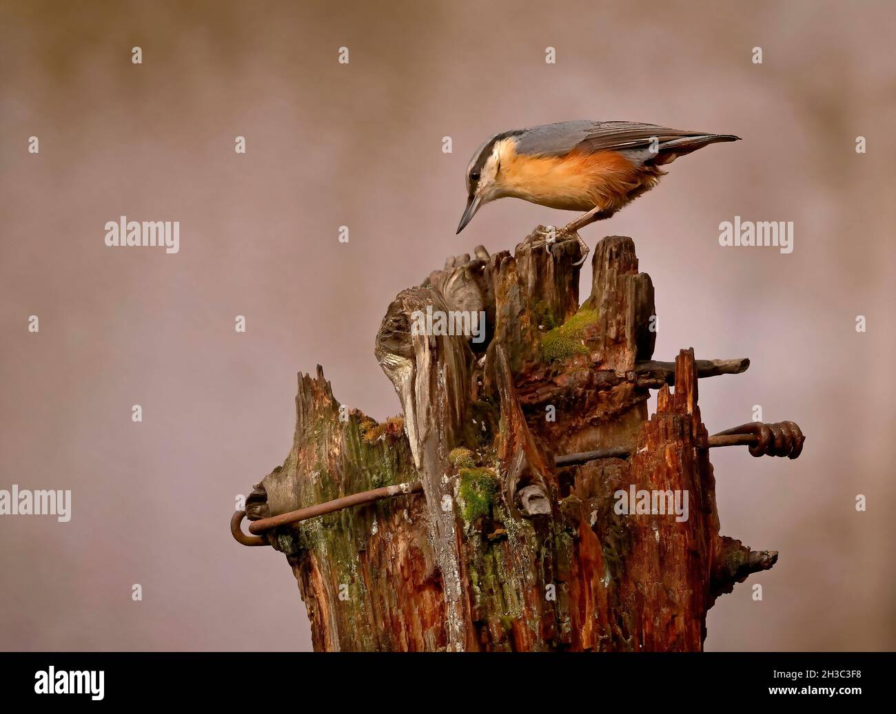 Eurasische Nuthatch, Hawick, Scottish Borders Stockfoto