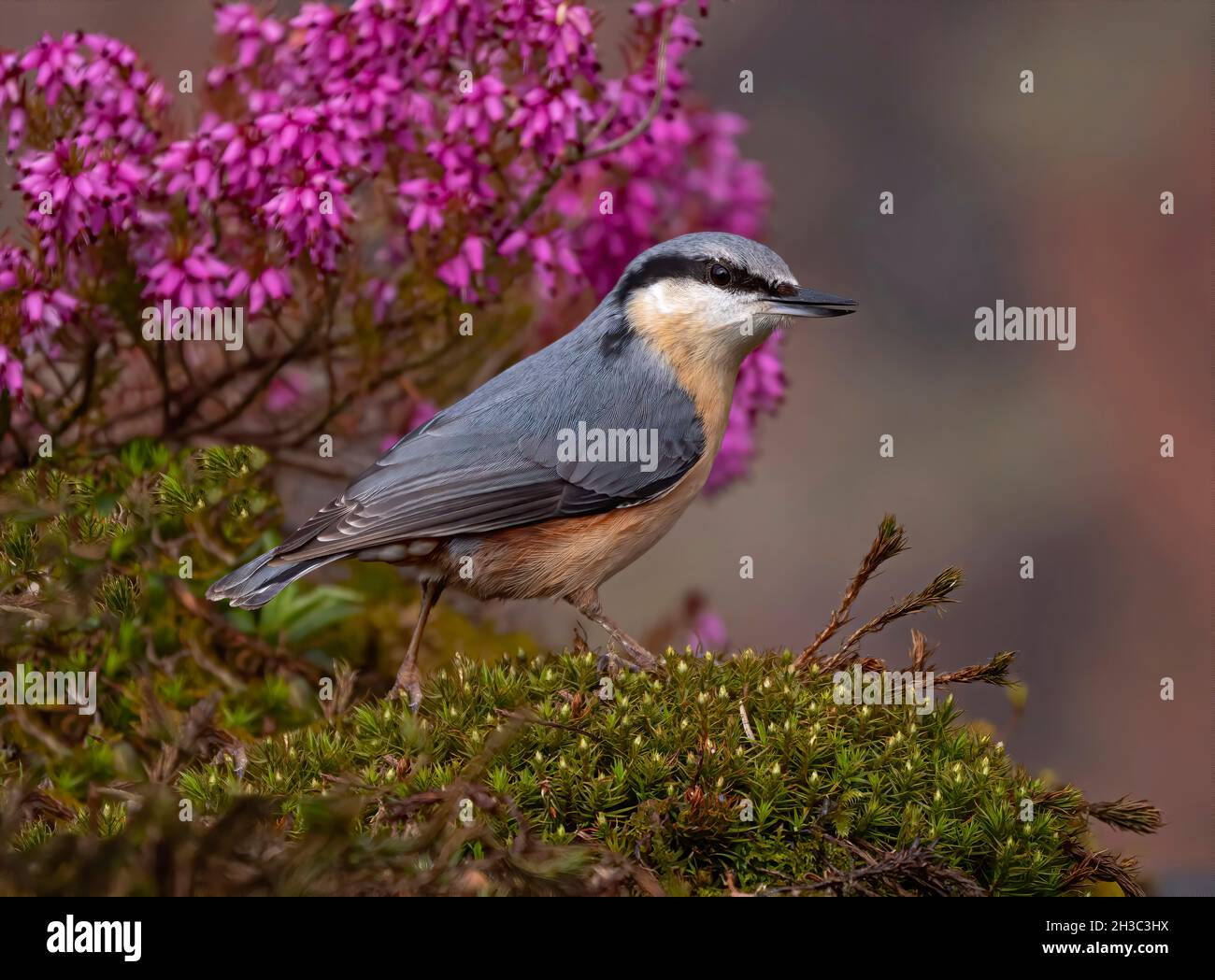 Eurasische Nuthatch, Hawick, Scottish Borders Stockfoto