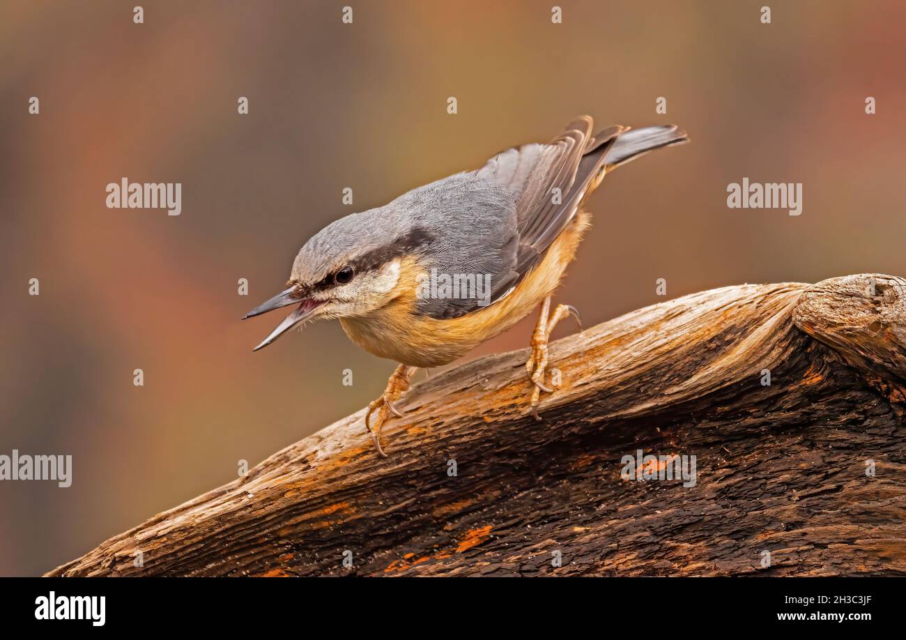 Eurasische Nuthatch, Hawick, Scottish Borders Stockfoto