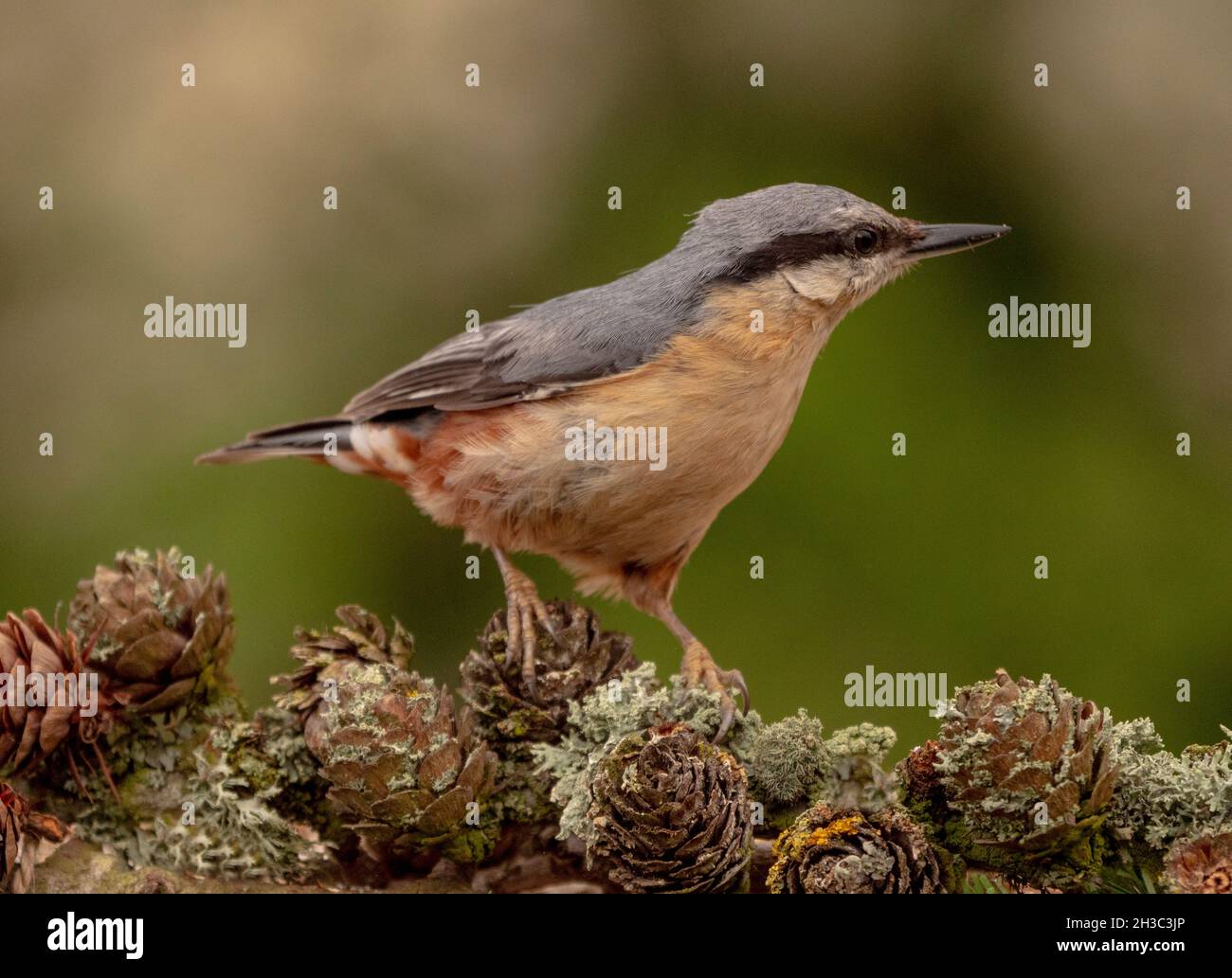 Eurasische Nuthatch, Hawick, Scottish Borders Stockfoto