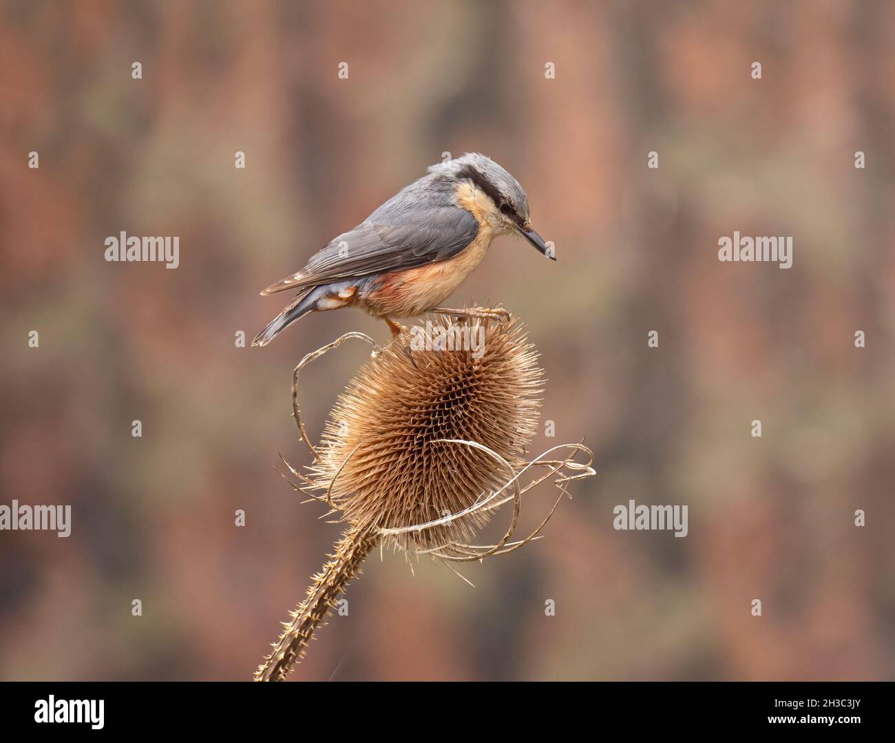 Eurasische Nuthatch, Hawick, Scottish Borders Stockfoto