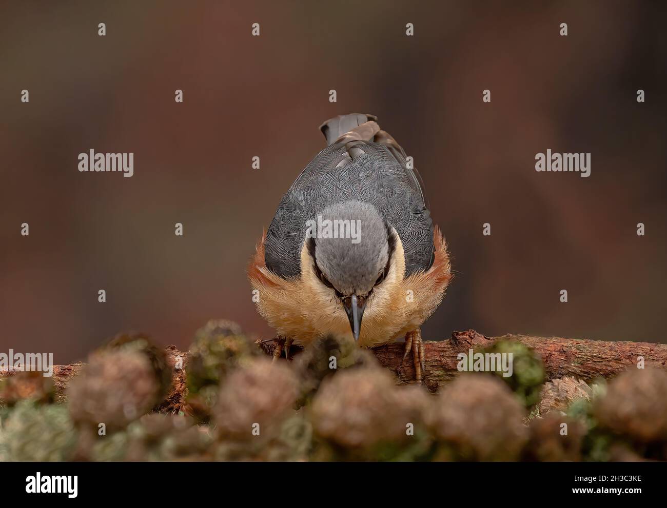 Eurasische Nuthatch, Hawick, Scottish Borders Stockfoto