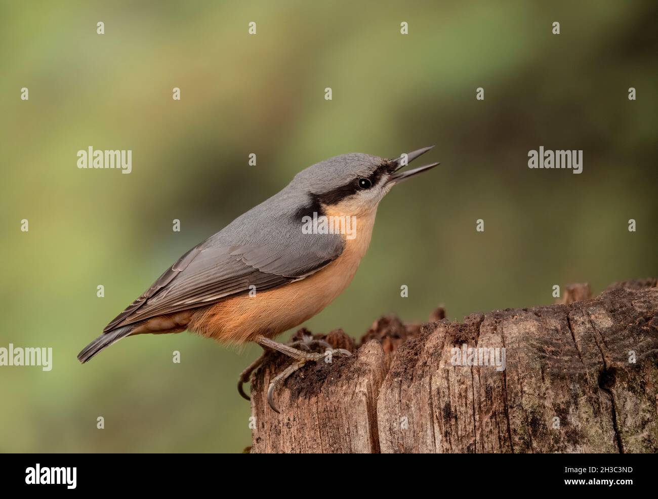 Eurasische Nuthatch, Hawick, Scottish Borders Stockfoto