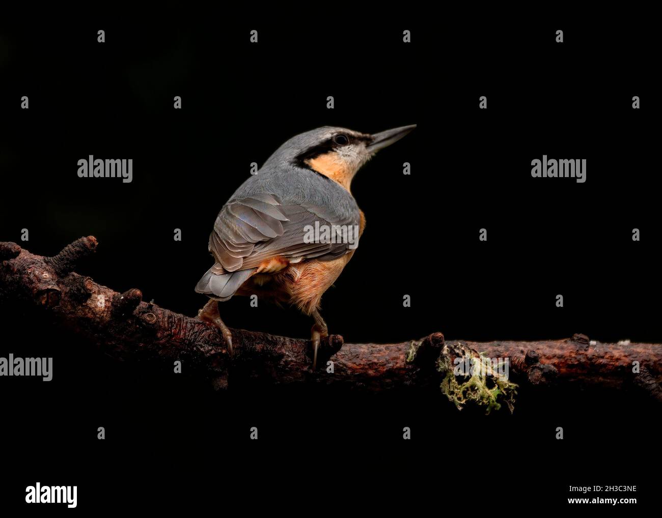 Eurasische Nuthatch, Hawick, Scottish Borders Stockfoto