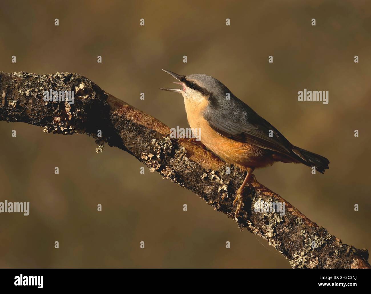 Eurasische Nuthatch, Hawick, Scottish Borders Stockfoto