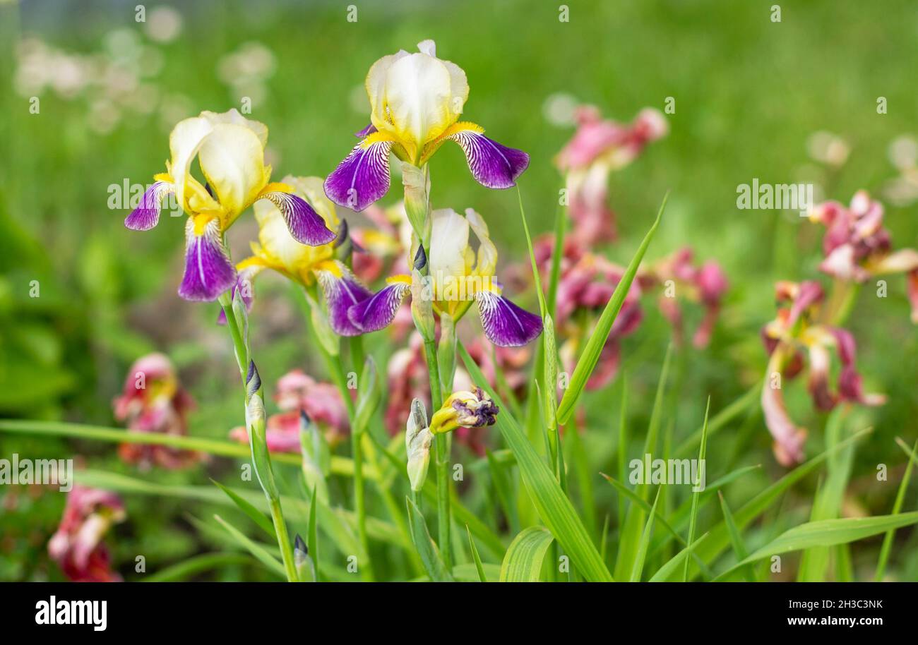 Lila und gelbe Iris Blumen auf einem Hintergrund von Grün Stockfoto