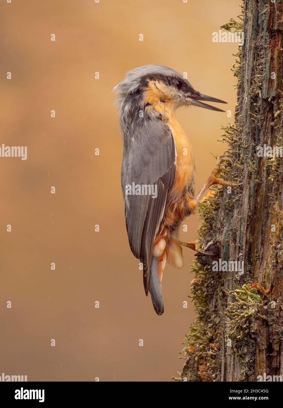 Eurasische Nuthatch, Hawick, Scottish Borders Stockfoto