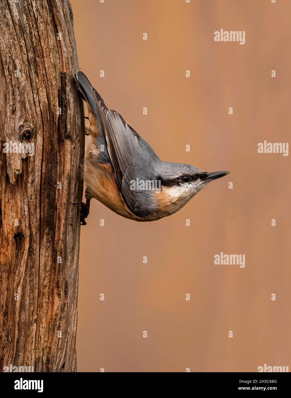 Eurasische Nuthatch, Hawick, Scottish Borders Stockfoto