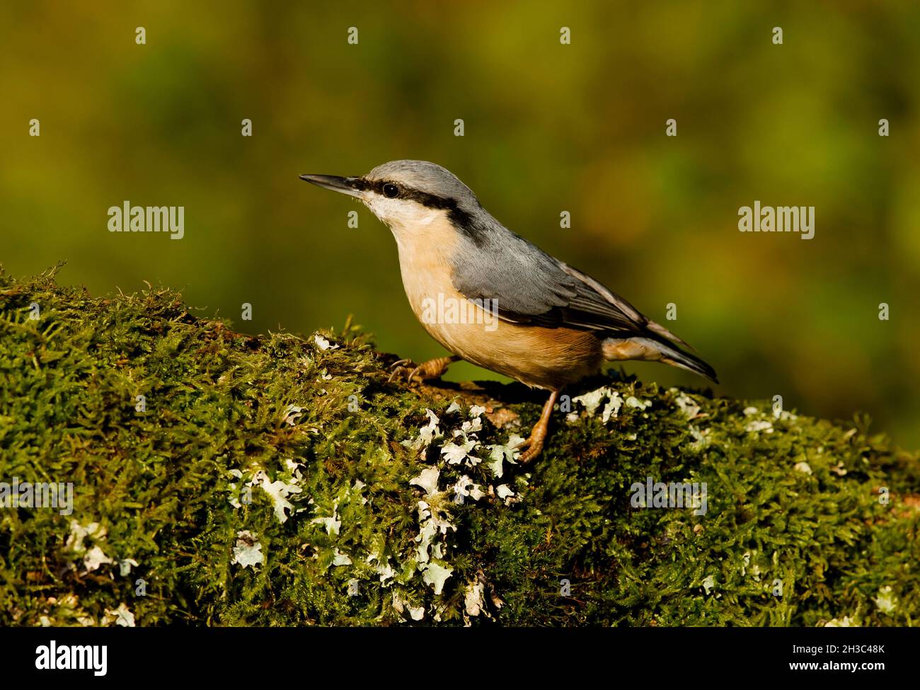 Eurasische Nuthatch, Hawick, Scottish Borders Stockfoto