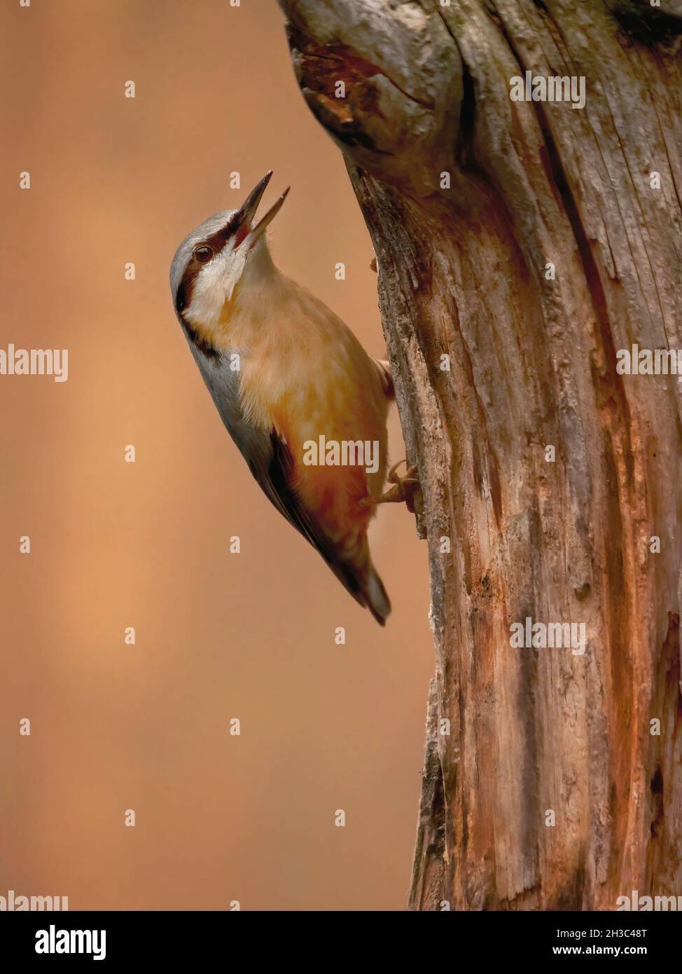 Eurasische Nuthatch, Hawick, Scottish Borders Stockfoto