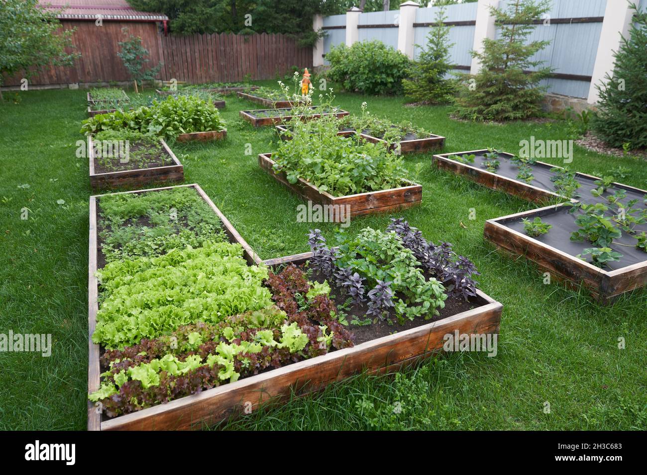 Der allgemeine Plan des Gartens. Grüner und roter Blattsalat, Basilikum, Erbsen und Erdbeeren in einem Gartenbeet anbauen. Hintergrund für die Gartenarbeit. Hochwertige Fotos Stockfoto