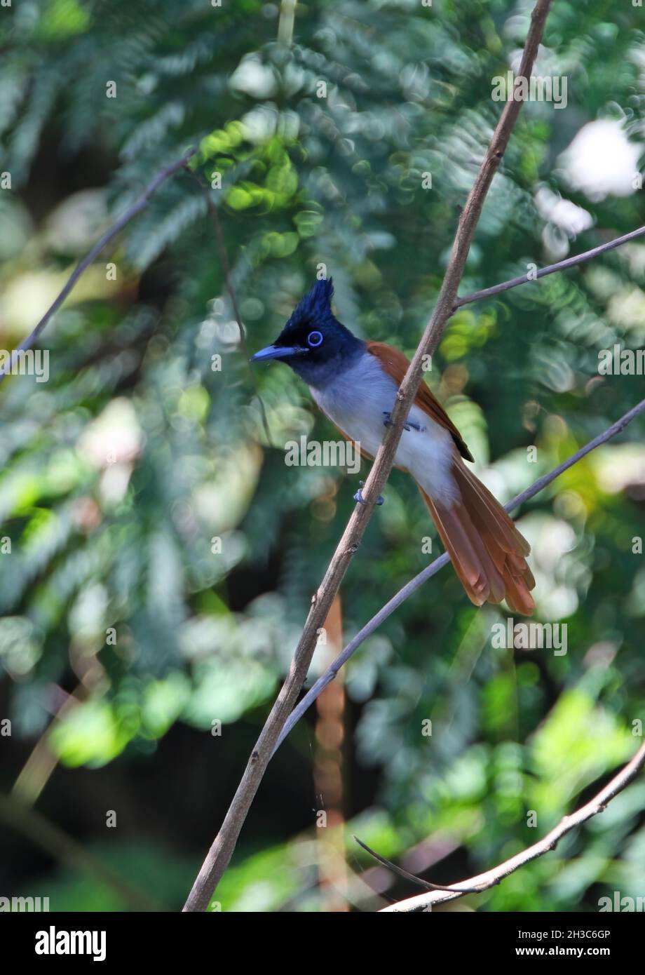 Indischer Paradies-Fliegenfänger (Terpsiphone paradisi ceylonensis) erwachsenes Weibchen, das auf dem Zweig Sri Lanka thront Dezember Stockfoto