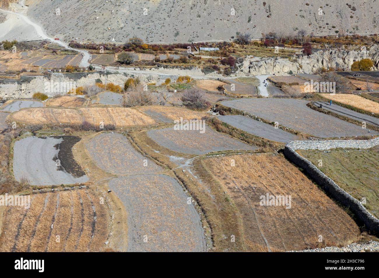 Landwirtschaftliche Felder in der Nähe des Dorfes Kagbeni im Himalaya. Mustang District, Nepal Stockfoto