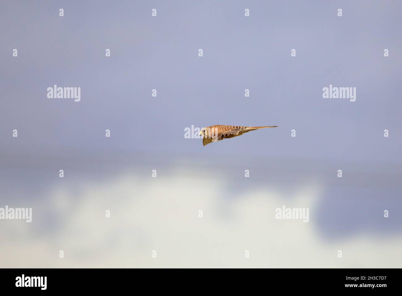 Ein Kestrel (Falco tinnunculus) Im Flug gegen einen blauen Herbsthimmel Stockfoto