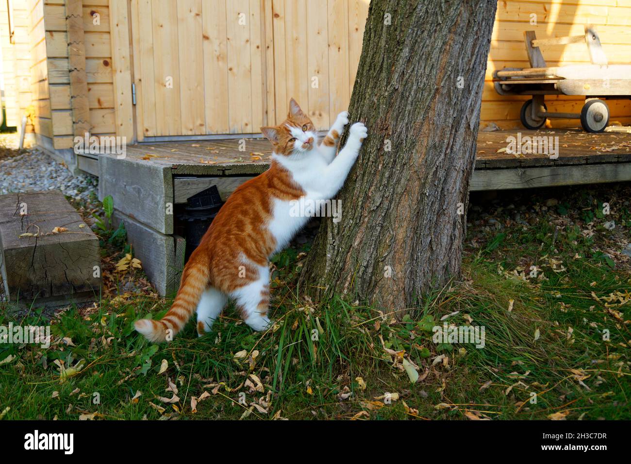 Die Katze kratzt an einem schönen Oktobertag in einem bayerischen Dorf mit ihren Krallen am Baum Stockfoto