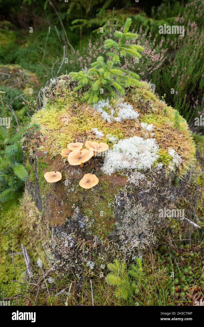 Alter Baumstumpf bedeckt mit Pilzen und Flechten - Queen Elizabeth Forest Park, Schottland, UK Stockfoto