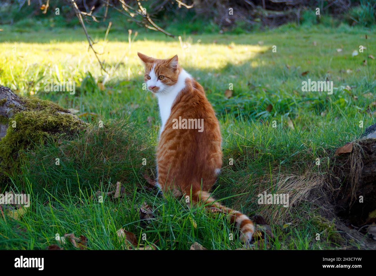 Ein süßer Ingwer mit weißer Katze, die an einem schönen Oktobertag im bayerischen Dorf Konradshofen über die Schulter schaut Stockfoto