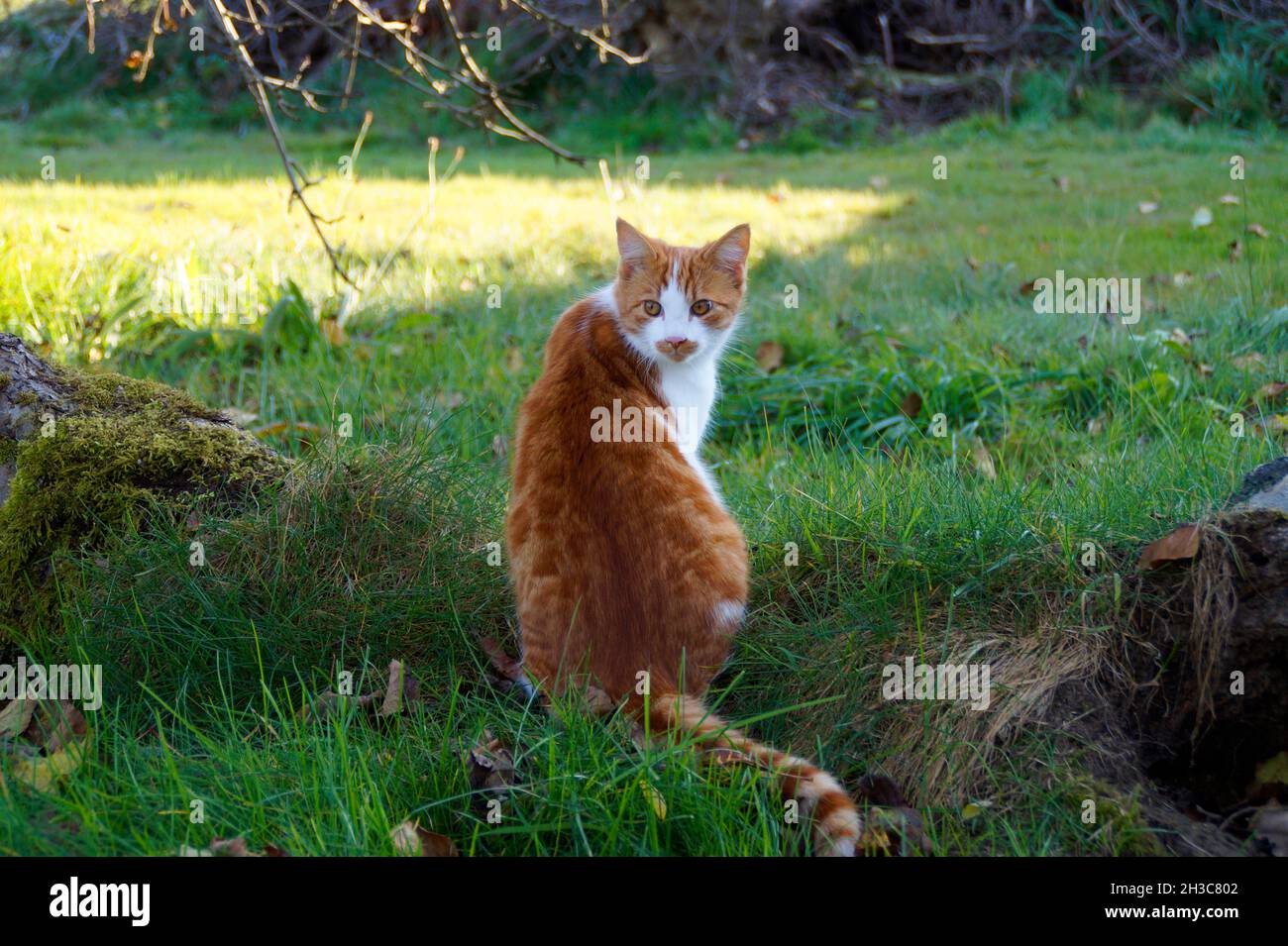Ein süßer Ingwer mit weißer Katze, die an einem schönen Oktobertag im bayerischen Dorf Konradshofen über die Schulter schaut Stockfoto