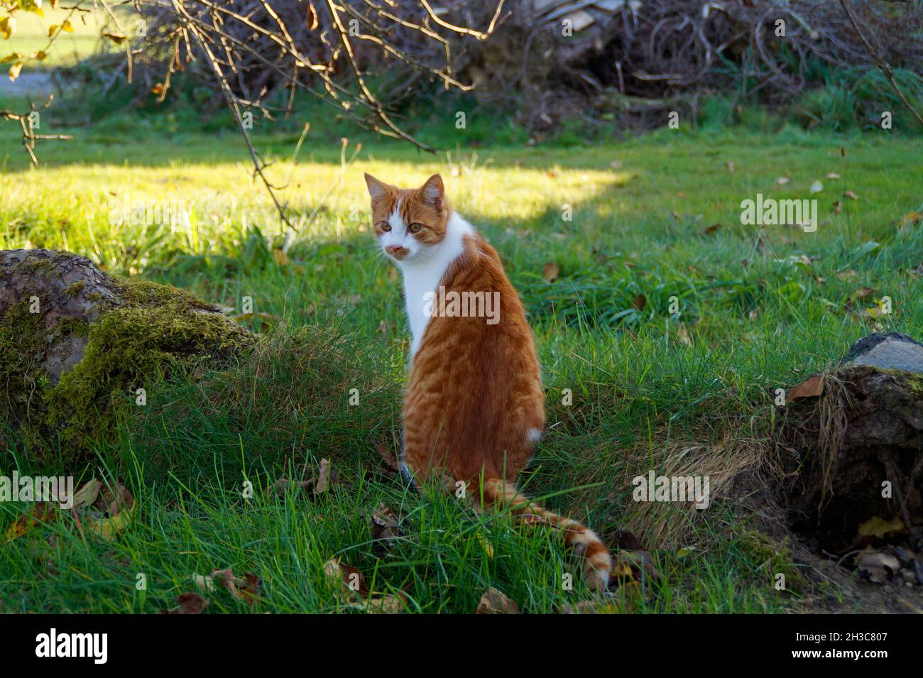 Ein süßer Ingwer mit weißer Katze, die an einem schönen Oktobertag im bayerischen Dorf Konradshofen über die Schulter schaut Stockfoto