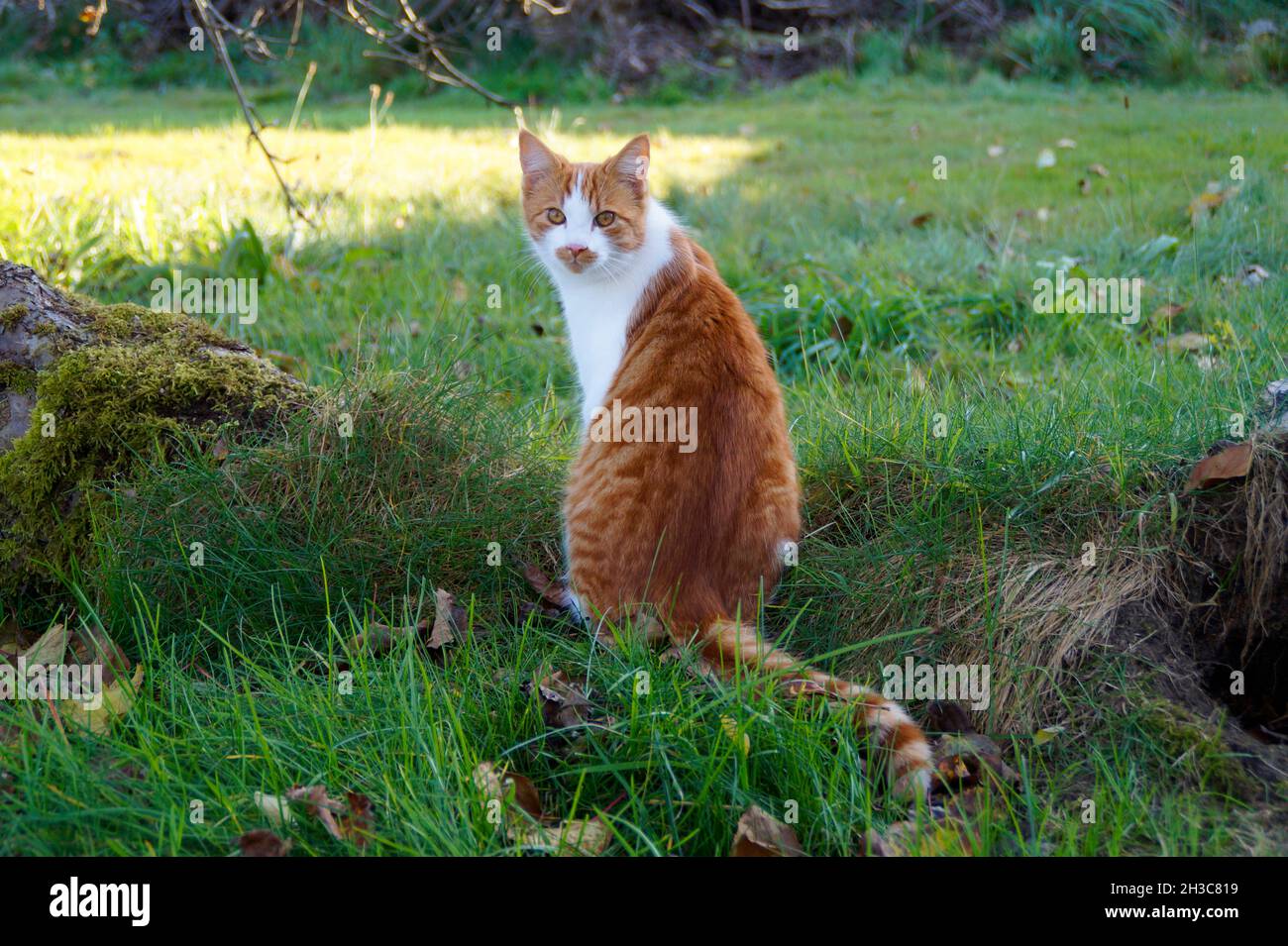 Ein süßer Ingwer mit weißer Katze, die an einem schönen Oktobertag im bayerischen Dorf Konradshofen über die Schulter schaut Stockfoto
