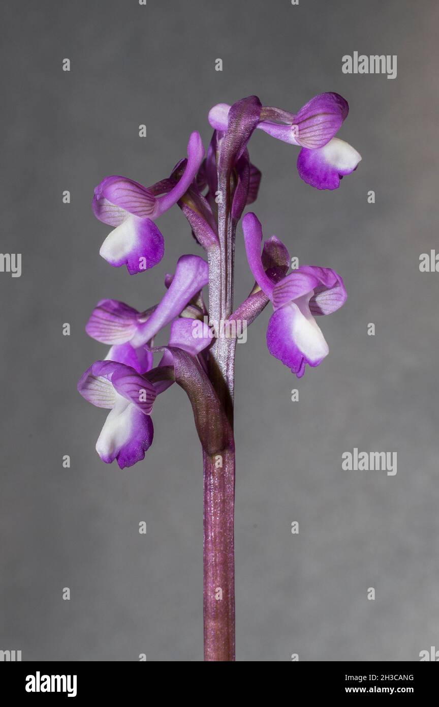 Schöne wilde seltene Orchidee Anacamptis morio subsp. Champagneuxii. Valverde de Leganes, Extremadura, Spanien Stockfoto