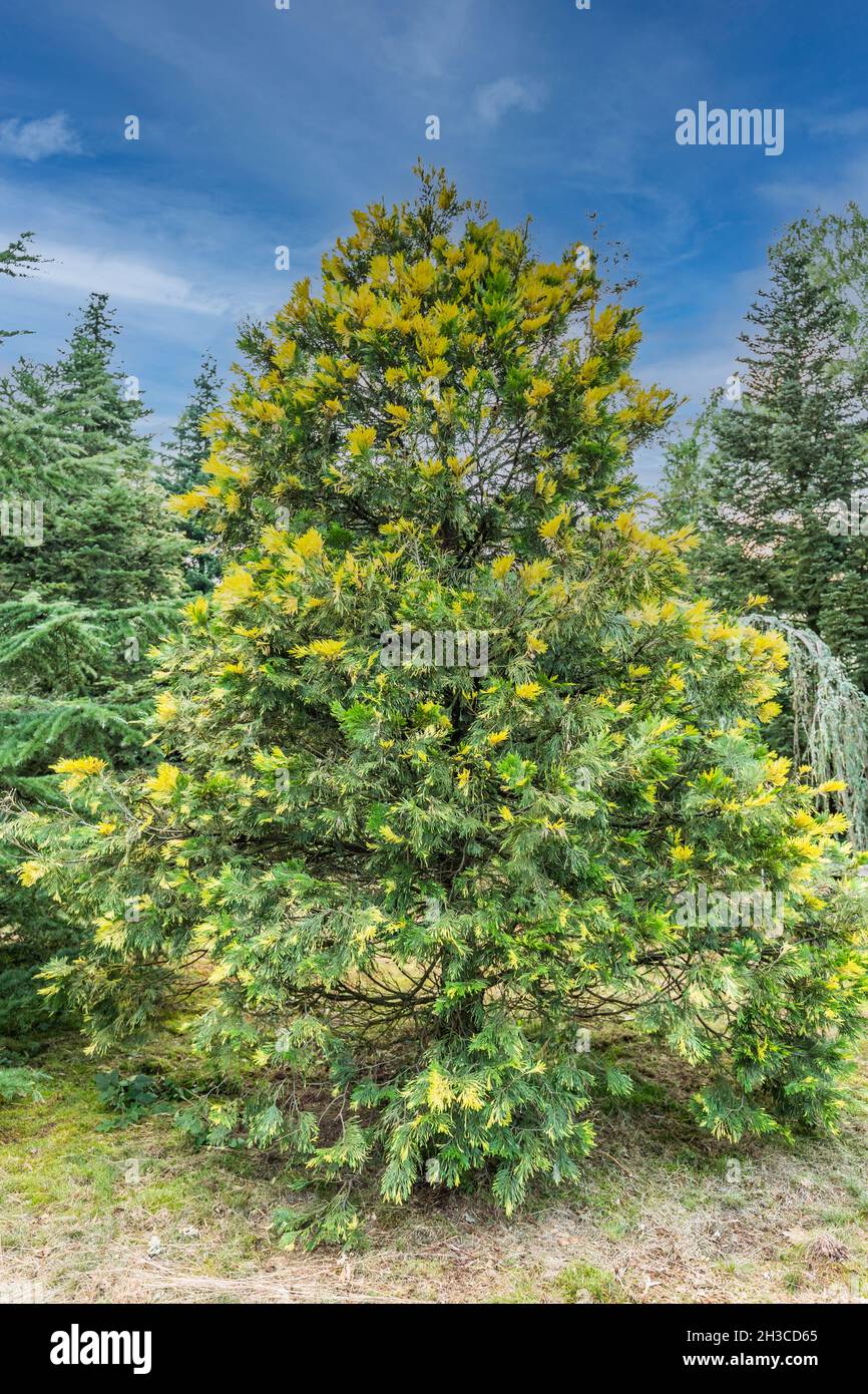 Nahaufnahme der Weihrauchzeder, Calocedrus decurrens, mit grünen Ästen mit gelben Spitzen, ist eine immergrüne Konifere aus der Familie Cupressaceae Stockfoto