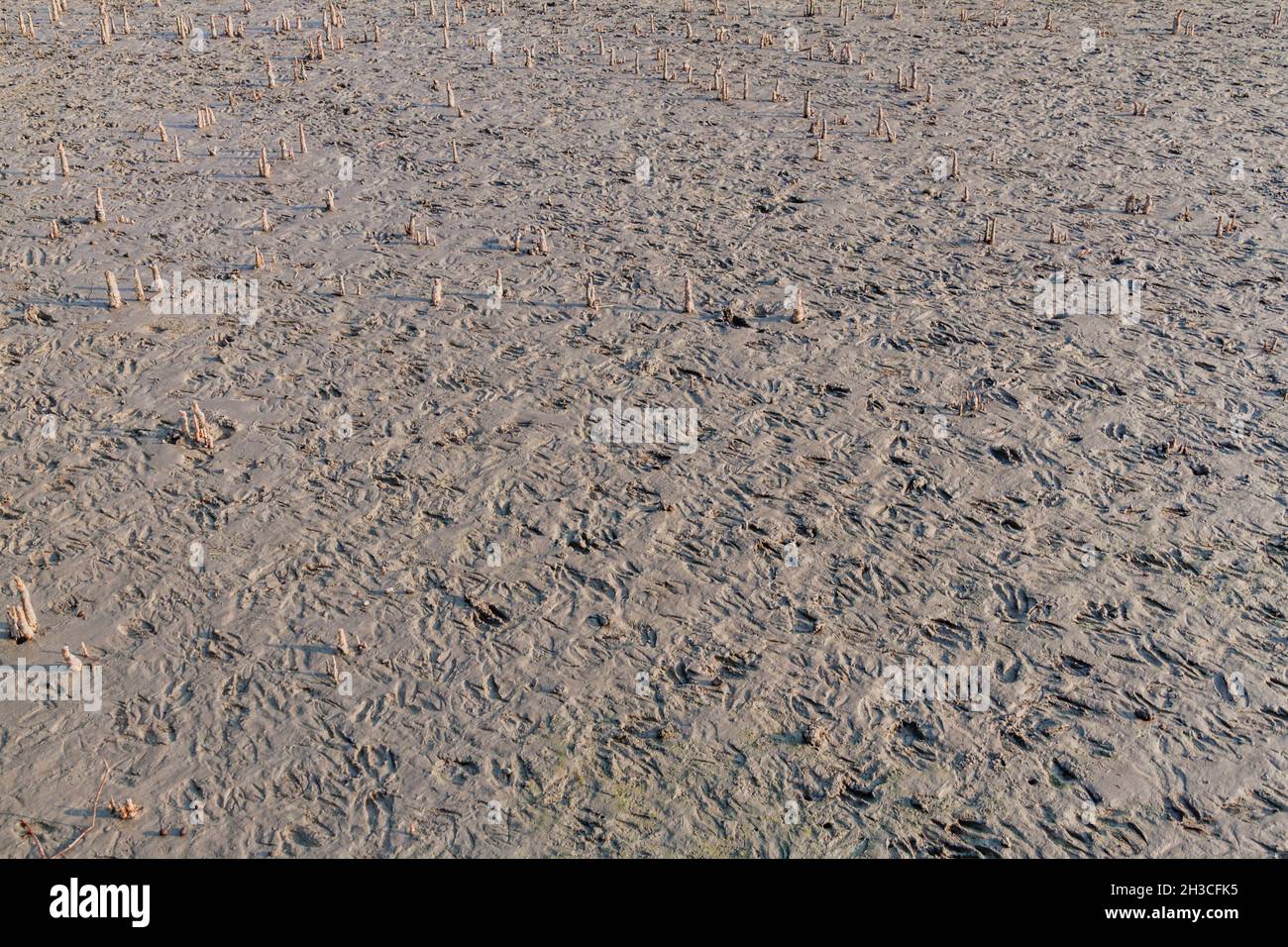 In Sundarbans, Bangladesch, atmen Sie Wurzeln und fleckig Hirsche Fußspuren Stockfoto