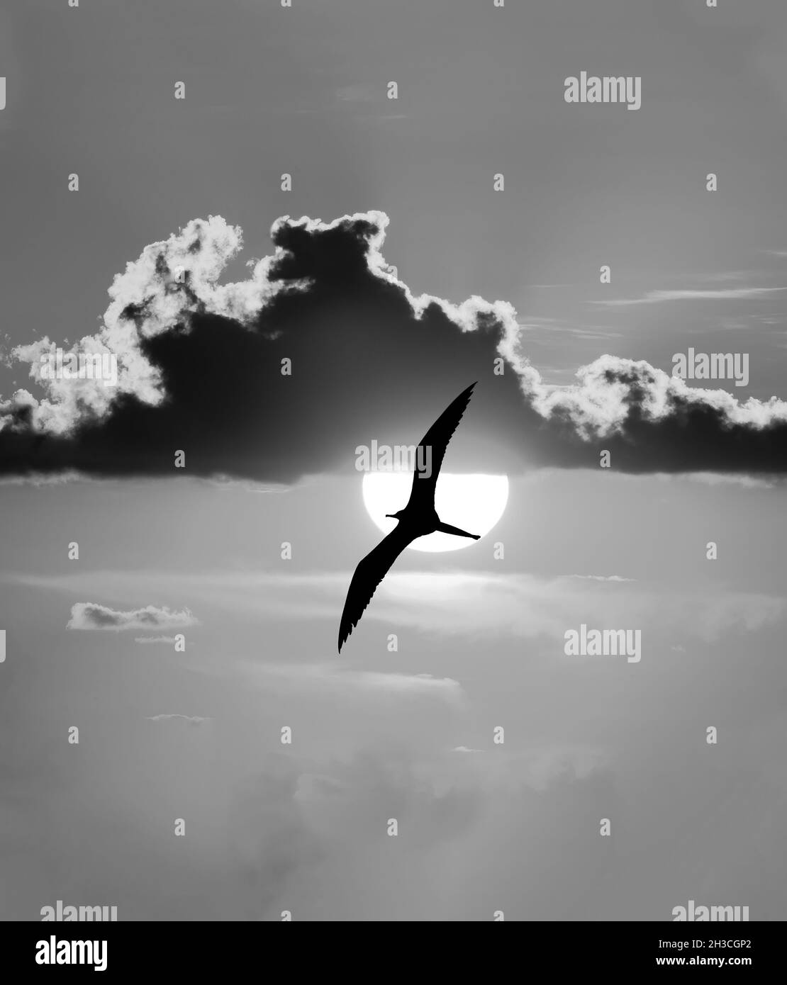 Eine Silhouette eines Vogels fliegt an der weiß leuchtenden Sonne vorbei, während die Flügel im Schwarz-Weiß-Vertikalbildformat vollständig im Flug verteilt sind Stockfoto