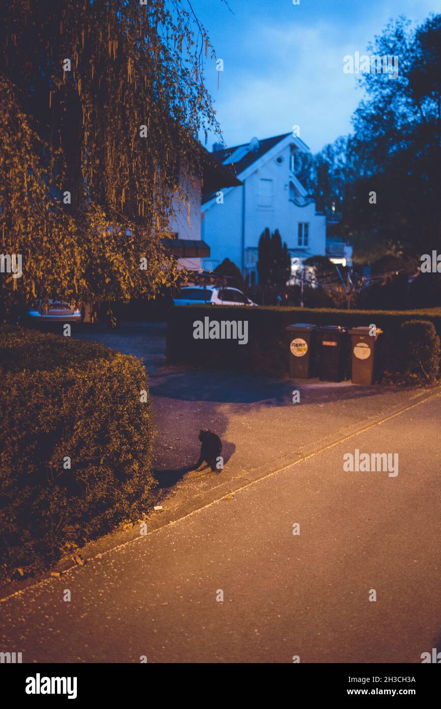 Eine schwarze Katze auf der Straße, beleuchtet von gelbem Licht. Mülleimer und Autos sind im Hintergrund. Stockfoto