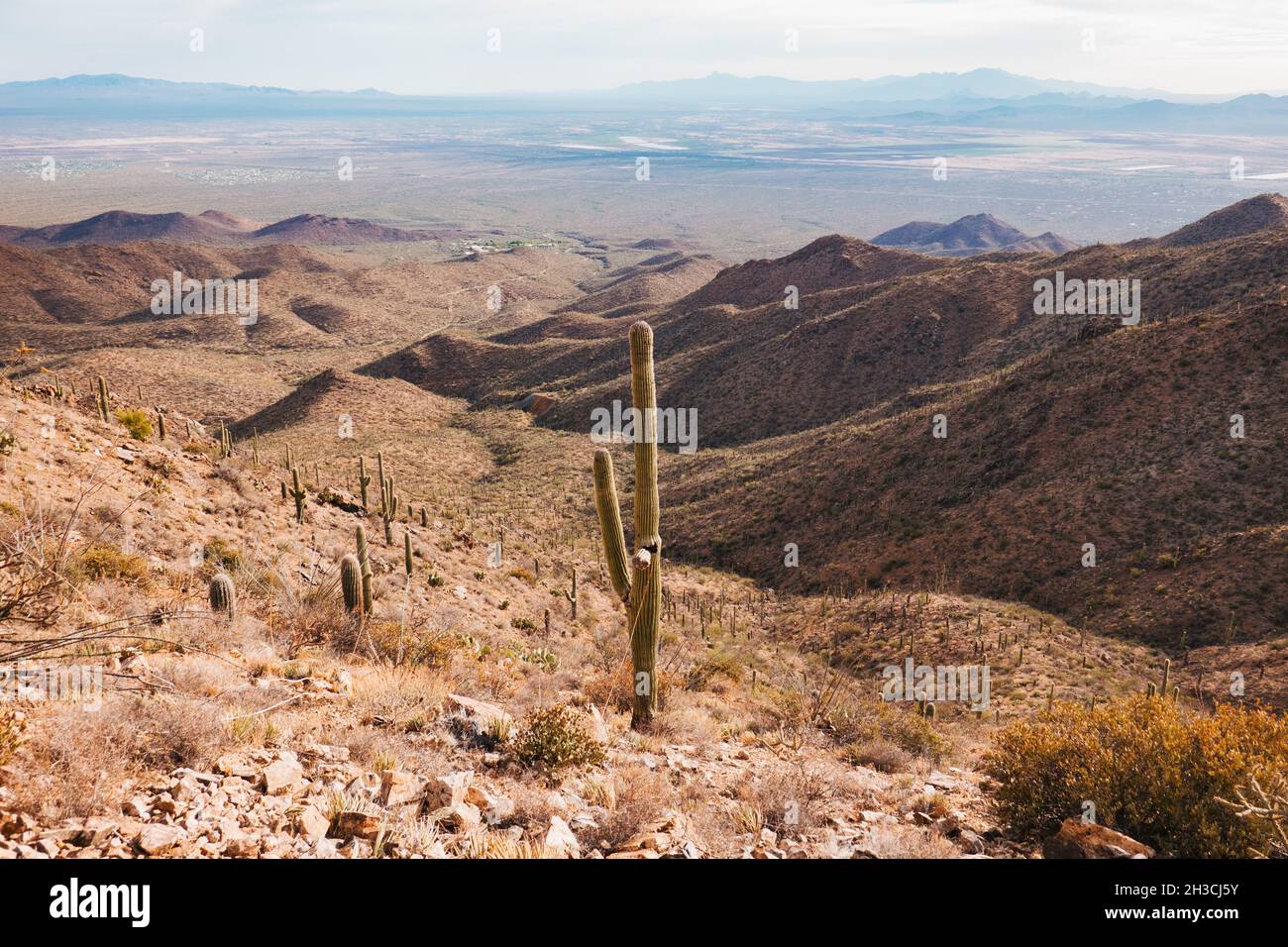 Wandern im Saguaro National Park, Tucson, AZ. Sie sind die Heimat der größten Kaktusarten der USA und breiten sich so weit das Auge reicht aus Stockfoto