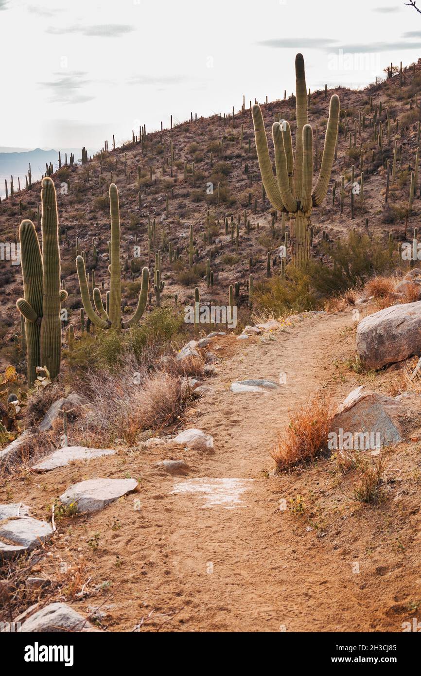 Wandern im Saguaro National Park, Tucson, AZ. Sie sind die Heimat der größten Kaktusarten der USA und breiten sich so weit das Auge reicht aus Stockfoto