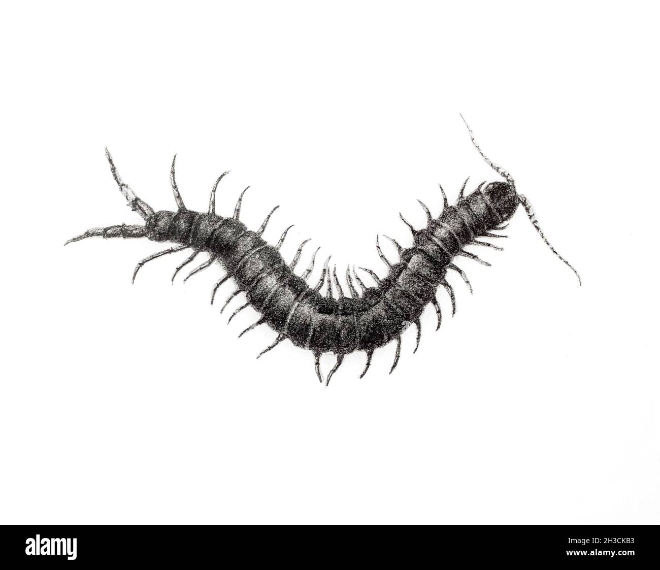 Mediterranean Banded Centiped Drawing, 2018, Graphitstift auf Papier. Stockfoto