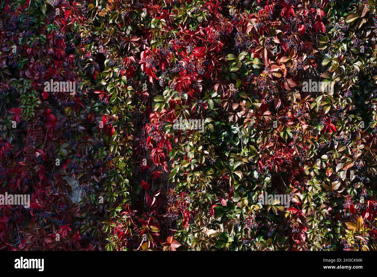 Hintergrundtextur von Ampelopsis, die im Herbst rot wird. Stockfoto