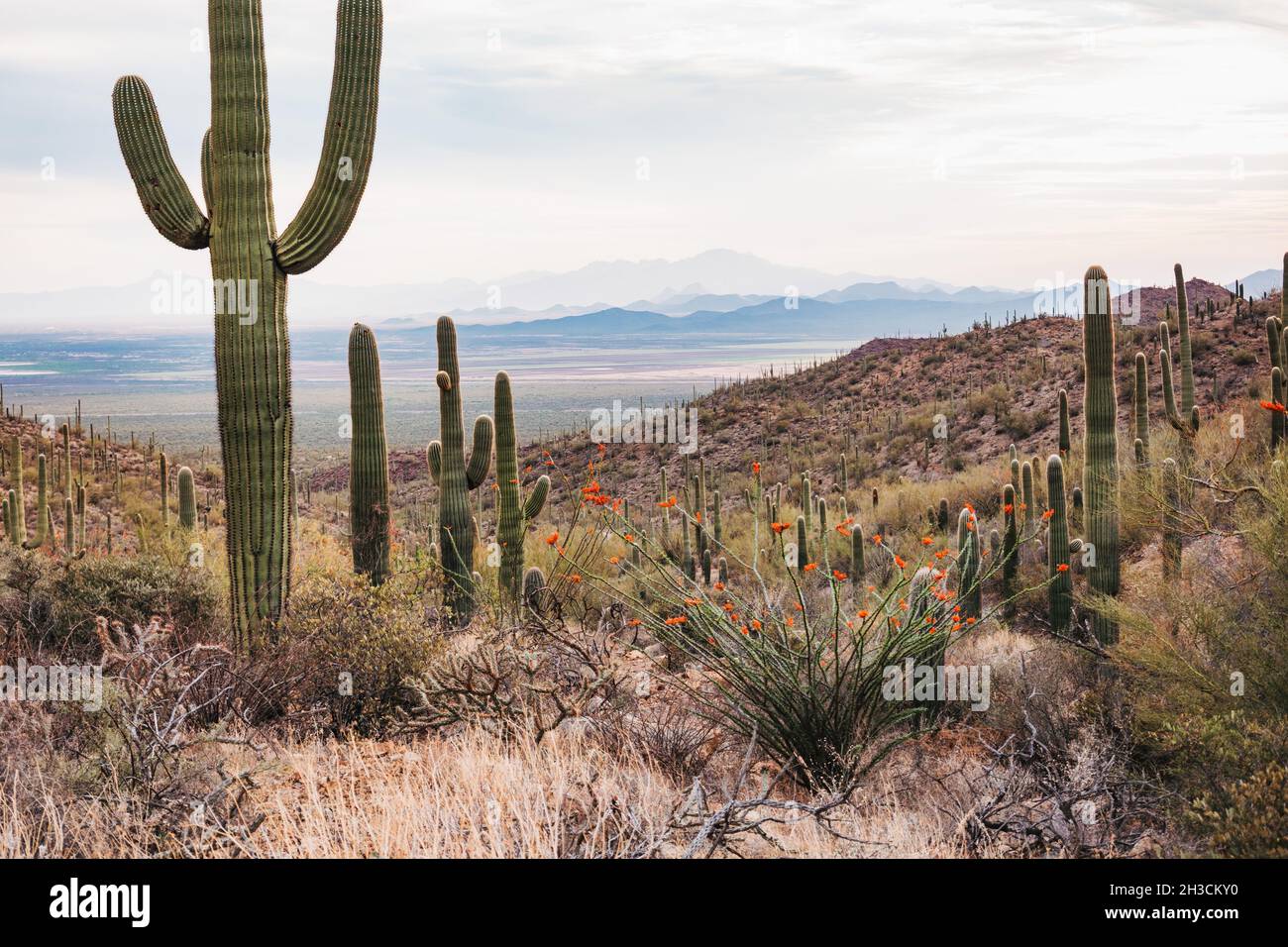 Wandern im Saguaro National Park, Tucson, AZ. Sie sind die Heimat der größten Kaktusarten der USA und breiten sich so weit das Auge reicht aus Stockfoto