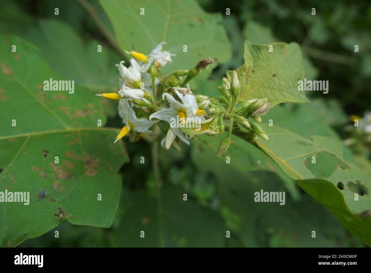 Solanum torvum (Putenbeere, rickiger Nachtschatten, Shoo-Shoo-Busch, wilde Aubergine, Erbsenaugpflanze, pea Aubergine, kantɔsi, konsusua) oder allgemein als pok bezeichnet Stockfoto