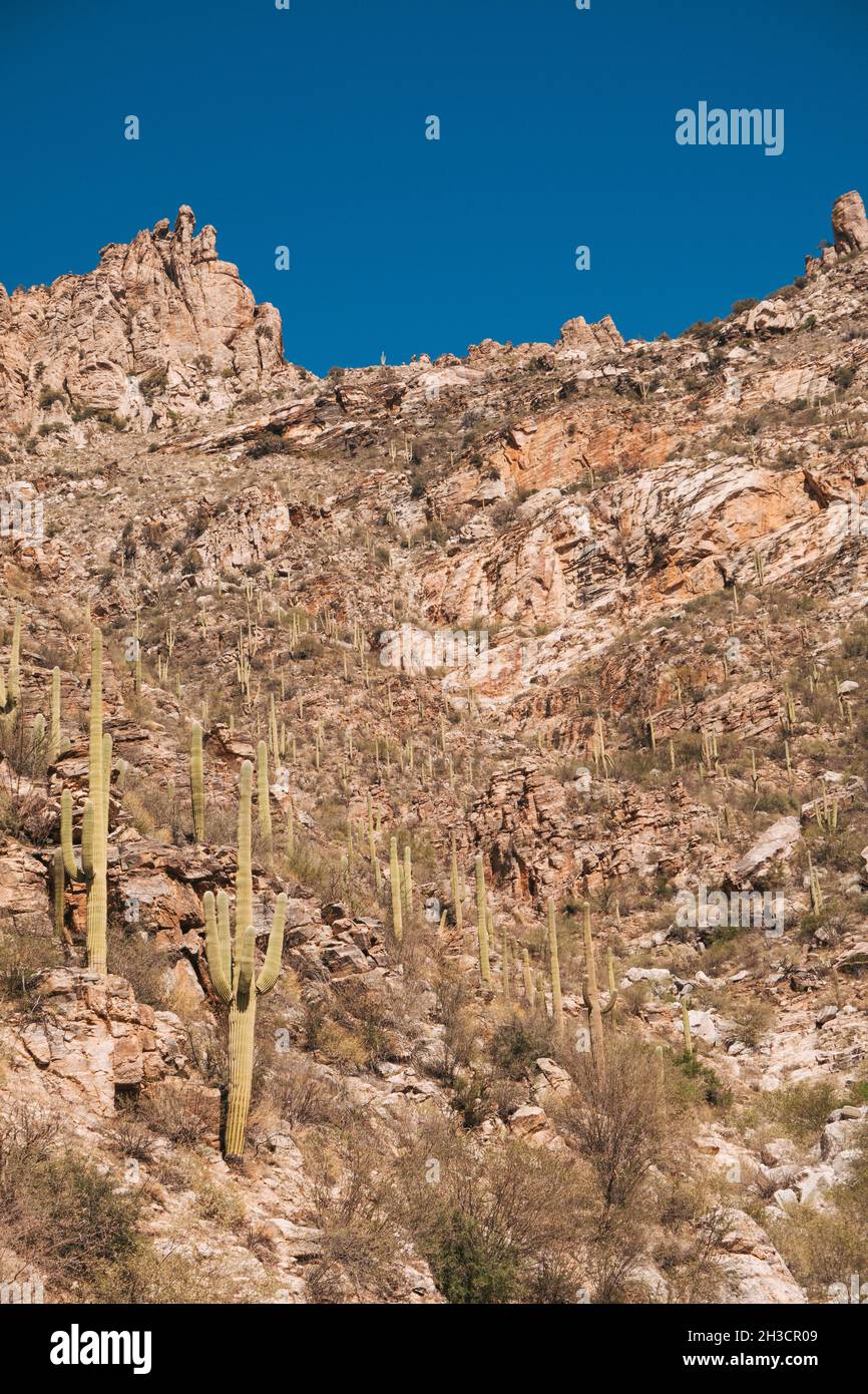 Die karge, kaktusgespickte Landschaft des Sabino Canyon am Stadtrand von Tucson, Arizona Stockfoto