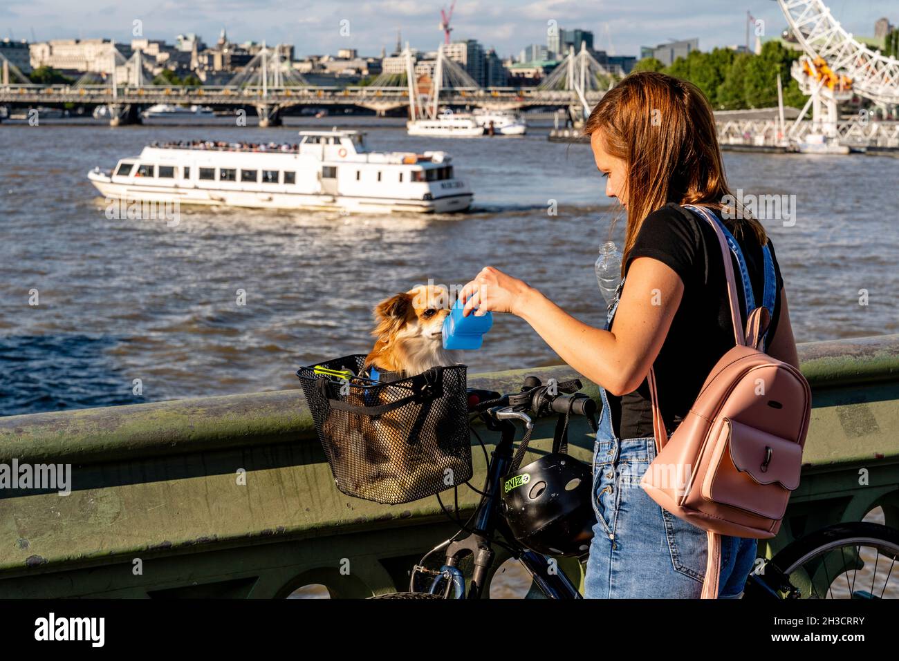 Eine junge Frau gibt ihrem Hund an Einem heißen Sommer-Tag, Westminster Bridge, London, Großbritannien, Wasser. Stockfoto