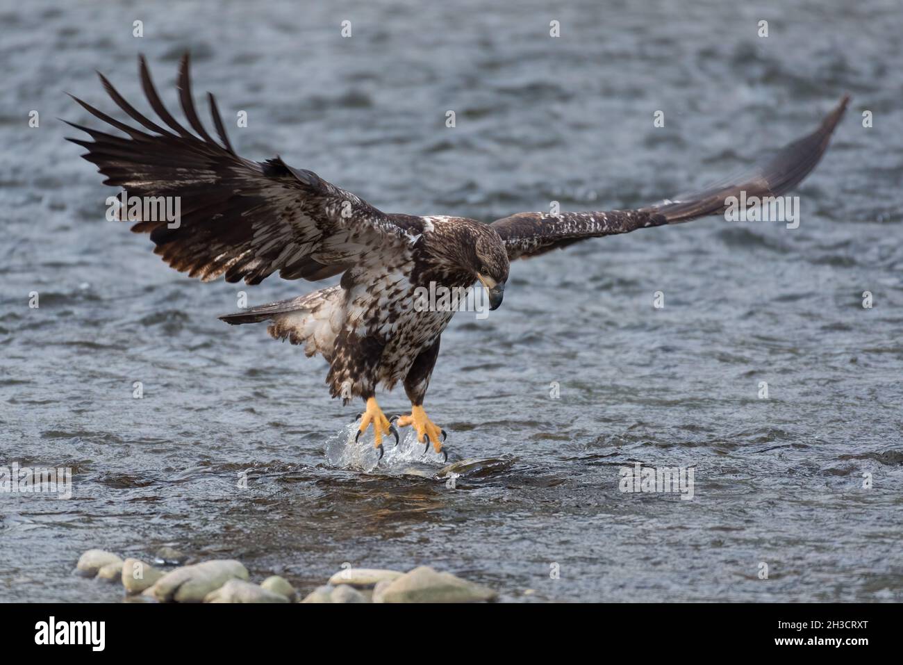 Der unreife Weißkopfseeadler landet mit ausgestreckten Talonen und voll ausgestreckten Flügeln auf einem Chum-Lachs im Nooksack River im Bundesstaat Washington Stockfoto