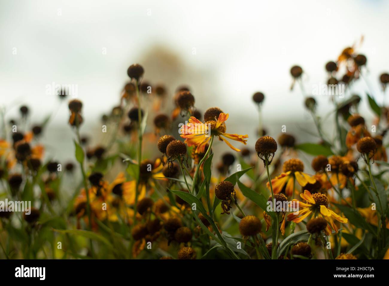 Gelbe Blüten im Herbst. Gartenpflanzen. Natürlicher Hintergrund. Die Schönheit der Natur. Stockfoto