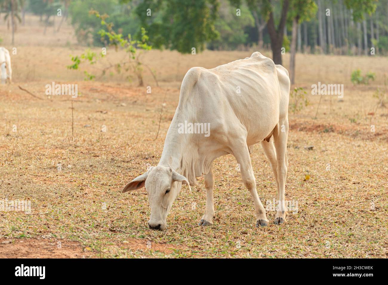 Kuh, die Gras auf einer Weide auf dem Land in Brasilien frisst. Nelore ist eine Rasse, die im Land weit verbreitet ist, um edle Schnitte für inländische zu erhalten Stockfoto