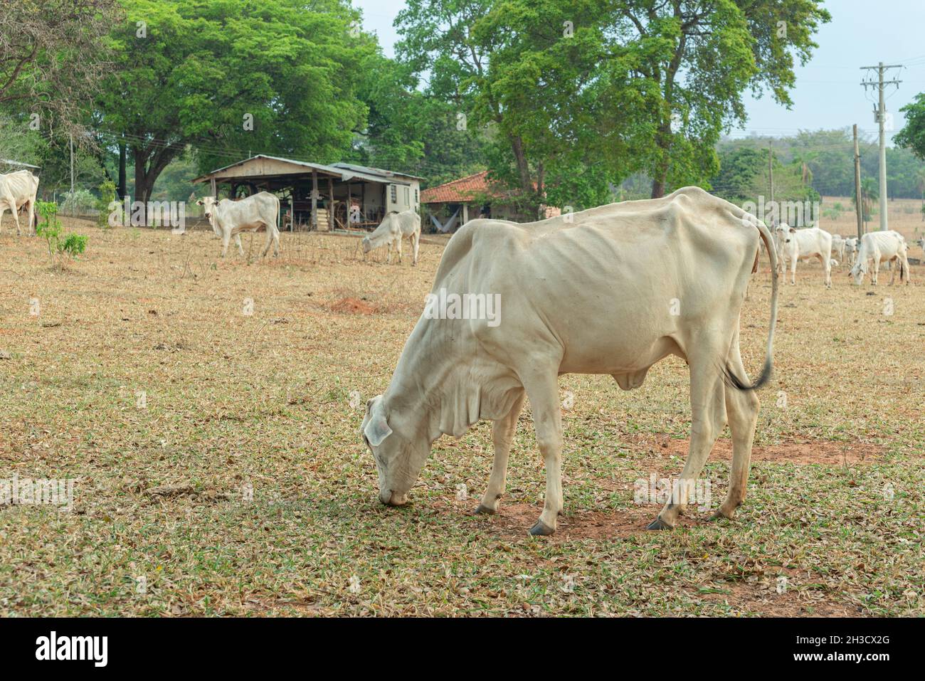 Kuh, die Gras auf einer Weide auf dem Land in Brasilien frisst. Nelore ist eine Rasse, die im Land weit verbreitet ist, um edle Schnitte für inländische zu erhalten Stockfoto